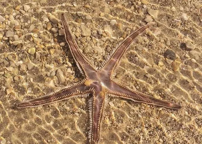 Selman Apartamento *